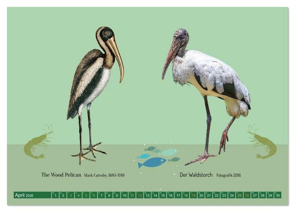 Produktbild: Vom Reiger zum Reiher (hochwertiger Premium Wandkalender 2026 DIN A2 quer), Kunstdruck in Hochglanz