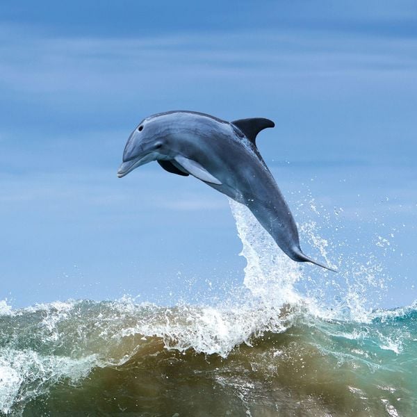 Produktbild: Delfine / Dolphins 2027