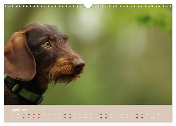 Produktbild: Dackel - lustige Gesellen auf kurzen Beinchen (Wandkalender 2026 DIN A3 quer), CALVENDO Monatskalender
