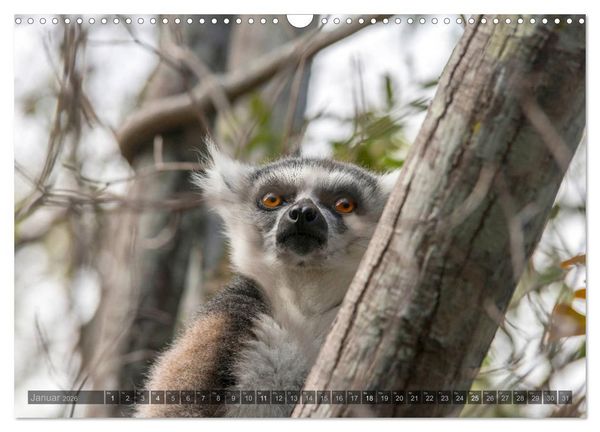 Produktbild: Tierisches Madagaskar (Wandkalender 2026 DIN A3 quer), CALVENDO Monatskalender