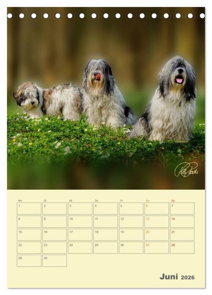 Produktbild: PON-Welpen - jeder Tag ein gro&szlig;es Abenteuer / Planer (Tischkalender 2026 DIN A5 hoch), CALVENDO Monatskalender