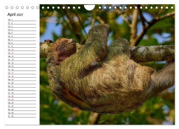 Produktbild: Costa Rica &ndash; Tierparadies im Regenwald (Wandkalender 2027 DIN A4 quer), CALVENDO Monatskalender