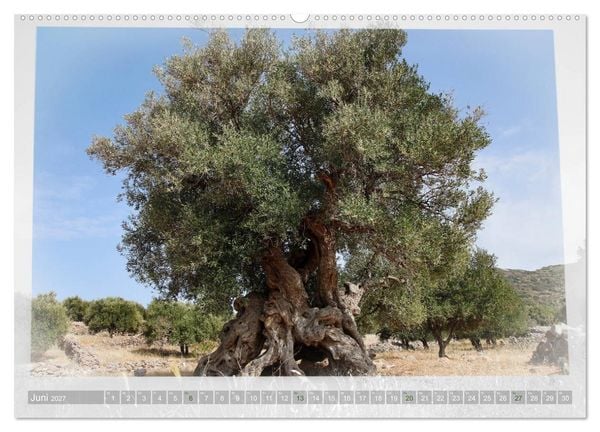 Produktbild: ALTE OLIVENB&Auml;UME Zeugen der Antike (Wandkalender 2027 DIN A2 quer), CALVENDO Monatskalender