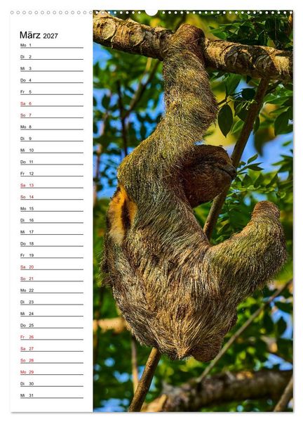 Produktbild: Costa Rica - Magische Tiere des Regenwaldes (Wandkalender 2027 DIN A2 hoch), CALVENDO Monatskalender