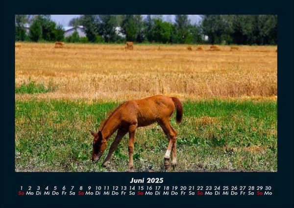 Produktbild: Pferdetraum 2025 Fotokalender DIN A4
