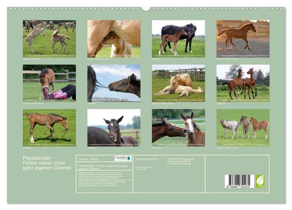 Produktbild: Pferdekinder - Fohlen haben ihren ganz eigenen Charme (hochwertiger Premium Wandkalender 2026 DIN A2 quer), Kunstdruck in Hochglanz