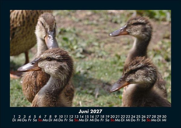 Produktbild: Enten 2027 Fotokalender DIN A5