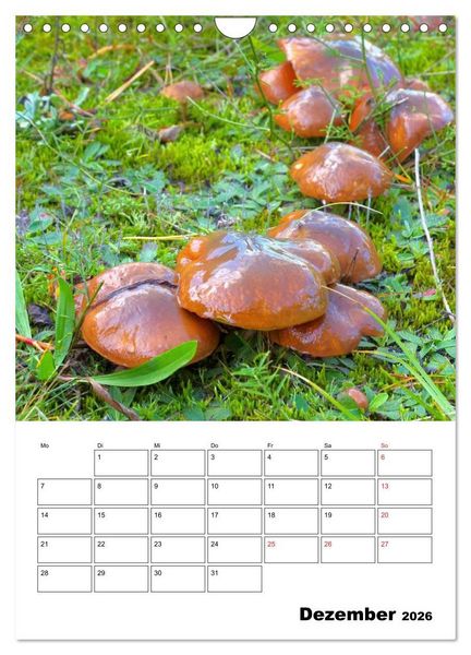 Produktbild: Heimische Waldpilze (Wandkalender 2026 DIN A4 hoch), CALVENDO Monatskalender