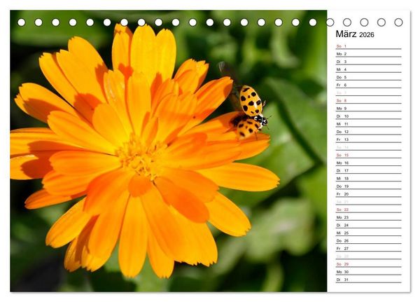Produktbild: Marienk&auml;fer 2026 (Tischkalender 2026 DIN A5 quer), CALVENDO Monatskalender