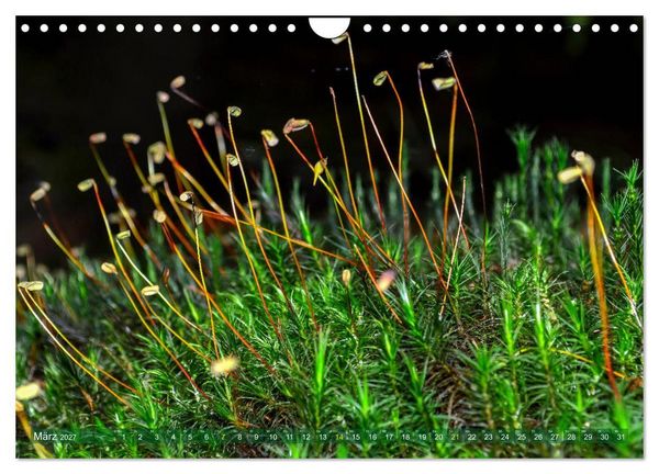 Produktbild: Spaziergang im Wald (Wandkalender 2027 DIN A4 quer), CALVENDO Monatskalender