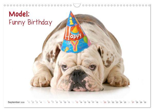 Produktbild: English Bulldog XXL Models (Wandkalender 2026 DIN A3 quer), CALVENDO Monatskalender
