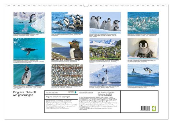 Produktbild: Pinguine: Gehupft wie gesprungen (Wandkalender 2026 DIN A2 quer), CALVENDO Monatskalender