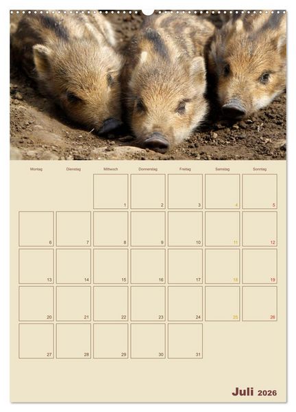 Produktbild: Wildschweine (hochwertiger Premium Wandkalender 2026 DIN A2 hoch), Kunstdruck in Hochglanz