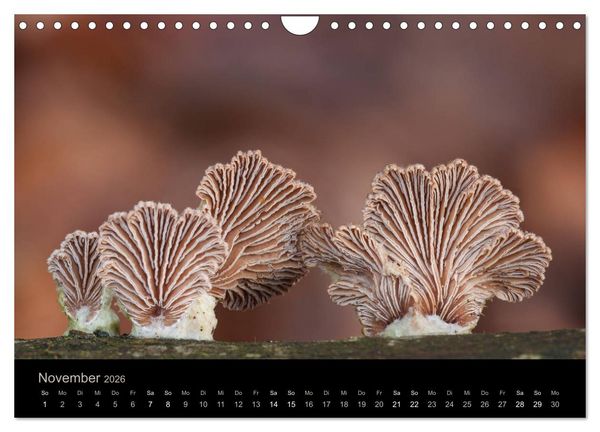 Produktbild: PILZE IM FOKUS 2026 (Wandkalender 2026 DIN A4 quer), CALVENDO Monatskalender