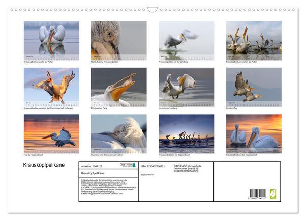 Produktbild: Krauskopfpelikane (Wandkalender 2026 DIN A2 quer), CALVENDO Monatskalender