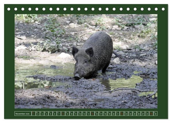 Produktbild: Schweinkram - Die Wildschweine sind los (Tischkalender 2026 DIN A5 quer), CALVENDO Monatskalender