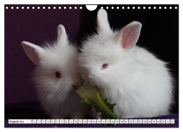 Produktbild: Kaninchen und Hasen (Wandkalender 2026 DIN A4 quer), CALVENDO Monatskalender