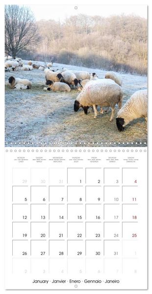 Produktbild: The wonderful world of sheep (Wall Calendar 2026 12 &times; 12 Inch) CALVENDO 12 Month Wall Calendar