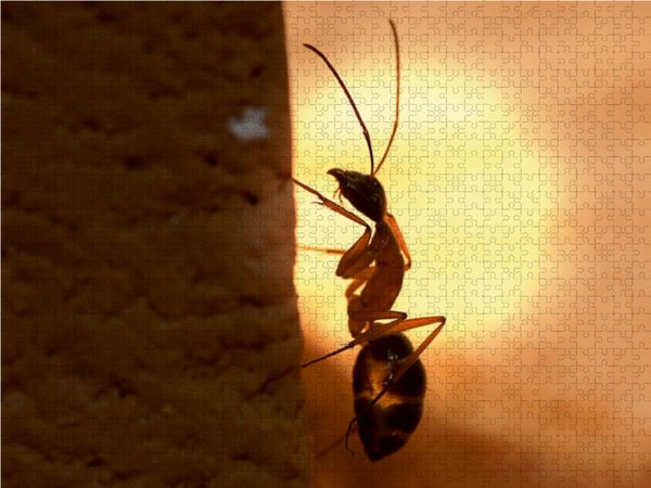 Produktbild: CALVENDO Puzzle Camponotus nigriceps 1000 Teile Lege-Gr&ouml;&szlig;e 64 x 48 cm Foto-Puzzle Bild von Roland St&ouml;rmer
