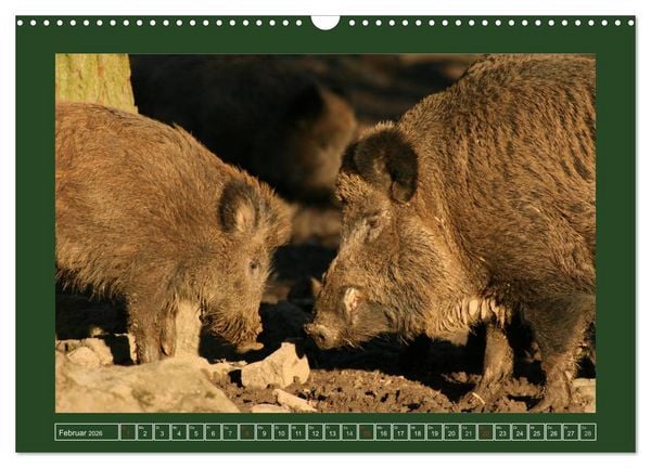 Produktbild: Schweinkram - Die Wildschweine sind los (Wandkalender 2026 DIN A3 quer), CALVENDO Monatskalender