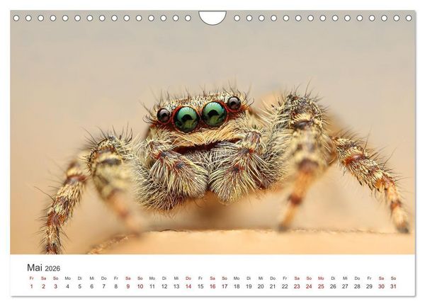 Produktbild: Der etwas andere Blickwinkel (Wandkalender 2026 DIN A4 quer), CALVENDO Monatskalender