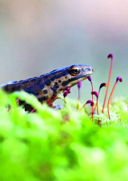 Produktbild: Wunderwelt heimische Amphibien