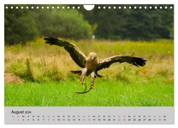 Produktbild: Scharfblick (Wandkalender 2026 DIN A4 quer), CALVENDO Monatskalender