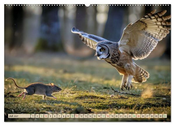 Produktbild: Eulen - furchtlos und elegant (Wandkalender 2027 DIN A2 quer), CALVENDO Monatskalender
