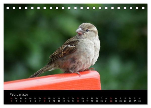 Produktbild: Freche Spatzen (Tischkalender 2026 DIN A5 quer), CALVENDO Monatskalender