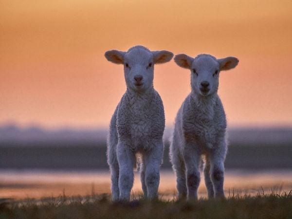Produktbild: CALVENDO Puzzle Lamm-Zwillinge vor Abendhimmel | 1000 Teile Lege-Gr&ouml;&szlig;e 64x48cm Foto-Puzzle f&uuml;r gl&uuml;ckliche Stunden