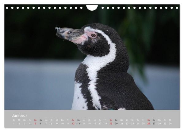 Produktbild: Pinguine 2027 (Wandkalender 2027 DIN A4 quer), CALVENDO Monatskalender