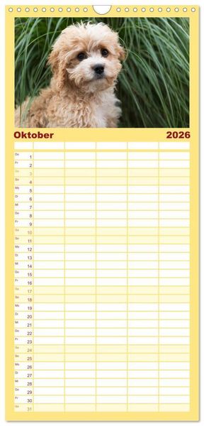 Produktbild: Familienplaner 2026 - Maltipoo - Malteser -Pudel mit 5 Spalten (Wandkalender, 21 x 45 cm) CALVENDO