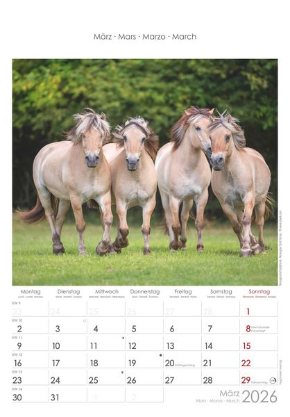 Pferde 2026 - Bildkalender 23,7x34 cm - Kalender mit Platz für Notizen - mit vielen Zusatzinformationen - Horses - Wandkalender - Alpha Edition