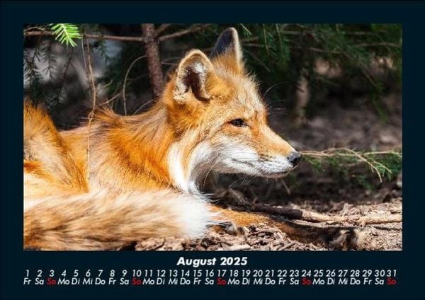 Produktbild: Waldbewohner 2025 Fotokalender DIN A5