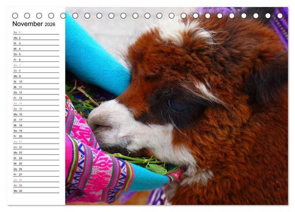 Produktbild: Alpakas und Lamas (Tischkalender 2026 DIN A5 quer), CALVENDO Monatskalender
