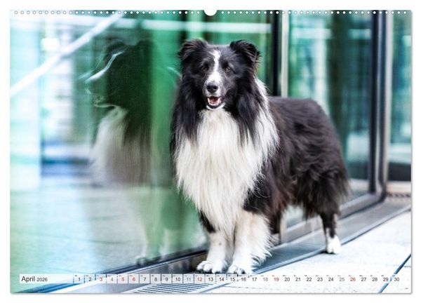 Produktbild: Hamburger Hafencity - Unterwegs mit den Shelties Finn und Louis (Wandkalender 2026 DIN A2 quer), CALVENDO Monatskalender
