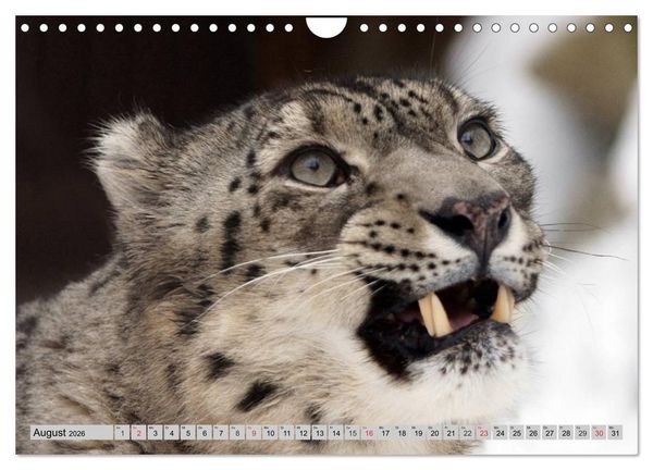 Produktbild: Schneeleoparden. Perfekte Raubkatzen-Sch&ouml;nheiten (Wandkalender 2026 DIN A4 quer), CALVENDO Monatskalender