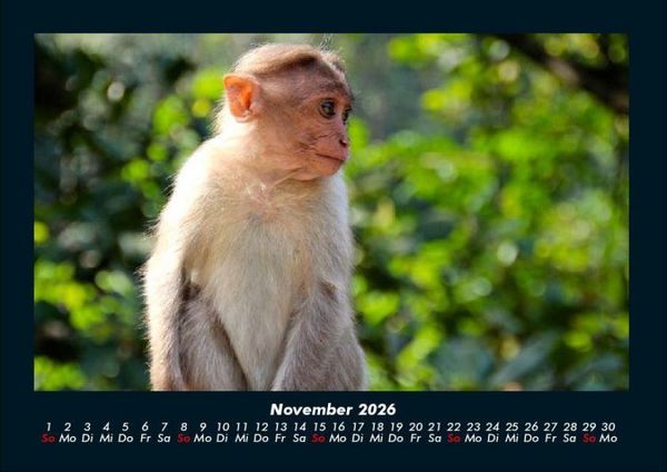 Produktbild: Affen 2026 Fotokalender DIN A4