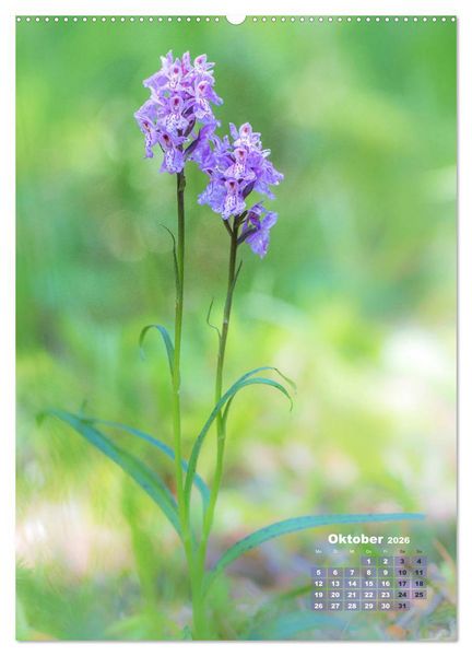 Produktbild: Orchideen in freier Wildbahn (hochwertiger Premium Wandkalender 2026 DIN A2 hoch), Kunstdruck in Hochglanz