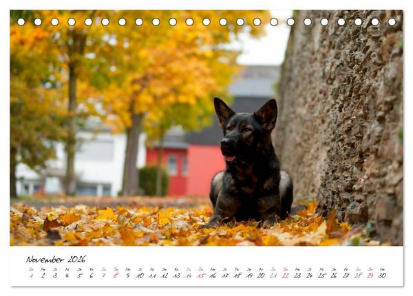 Produktbild: Der graue Deutsche Sch&auml;ferhund (Tischkalender 2026 DIN A5 quer), CALVENDO Monatskalender