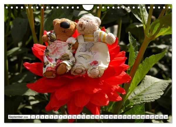 Produktbild: Die kleine Welt der Teddyb&auml;rchen (Wandkalender 2026 DIN A4 quer), CALVENDO Monatskalender