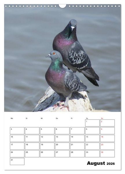 Produktbild: Tauben Terminplaner (Wandkalender 2026 DIN A3 hoch), CALVENDO Monatskalender