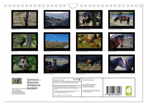 Produktbild: Garranos - Bedrohte Wildpferde Europas (Wandkalender 2026 DIN A4 quer), CALVENDO Monatskalender