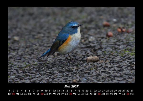 Produktbild: Vogelparadies 2027 Fotokalender DIN A3