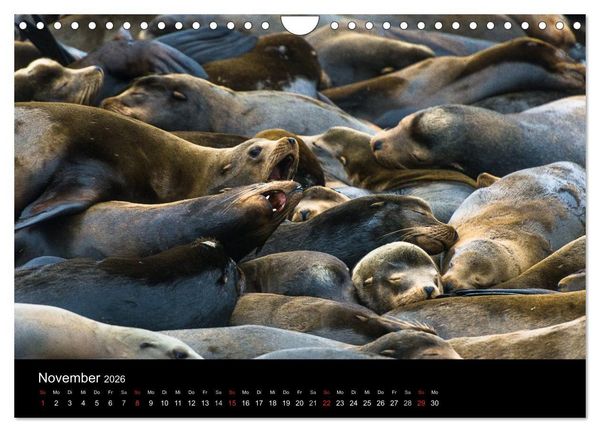 Produktbild: Die Oregon-K&uuml;ste (Wandkalender 2026 DIN A4 quer), CALVENDO Monatskalender