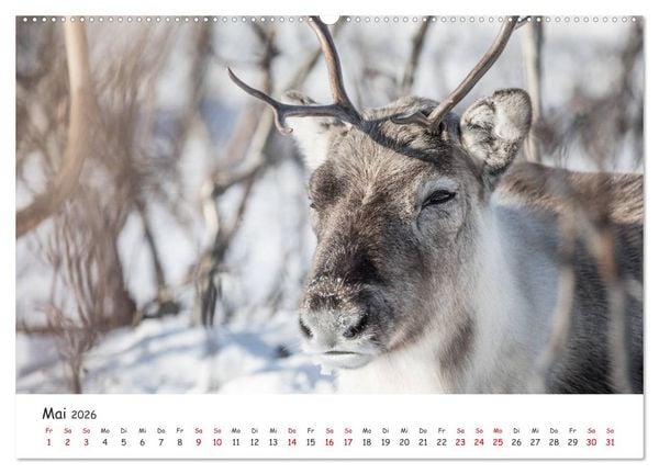 Produktbild: Rentiere (hochwertiger Premium Wandkalender 2026 DIN A2 quer), Kunstdruck in Hochglanz