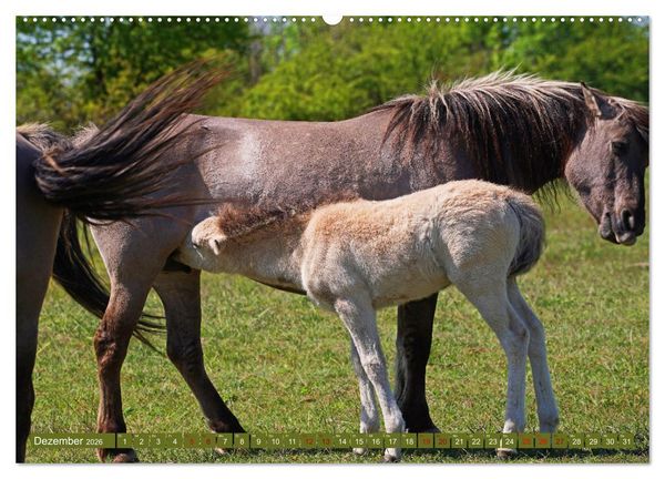 Produktbild: Mutterliebe - Konik Fohlen und Stute (Wandkalender 2026 DIN A2 quer), CALVENDO Monatskalender