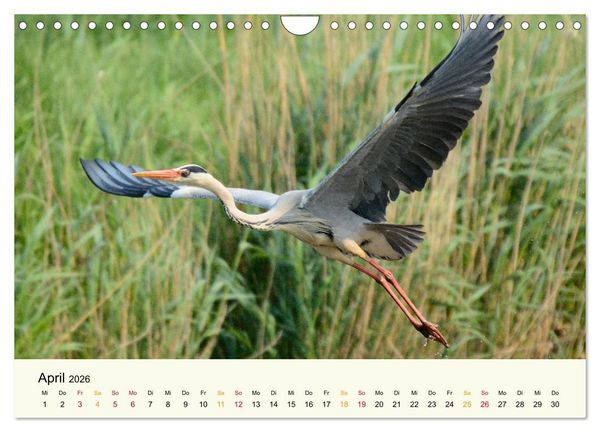 Produktbild: Bremen-Blockland (Wandkalender 2026 DIN A4 quer), CALVENDO Monatskalender