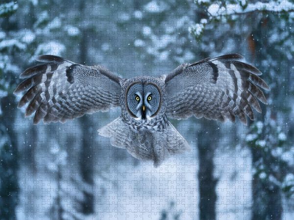 Produktbild: CALVENDO Puzzle Eule, die W&auml;chterin der Nacht | 1000 Teile Lege-Gr&ouml;&szlig;e 64x48cm Foto-Puzzle f&uuml;r gl&uuml;ckliche Stunden