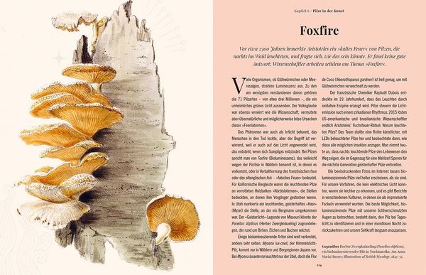 Produktbild: Die Magie der Pilze